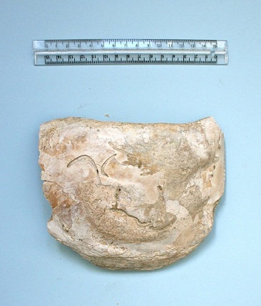 Isognomon maxillatus